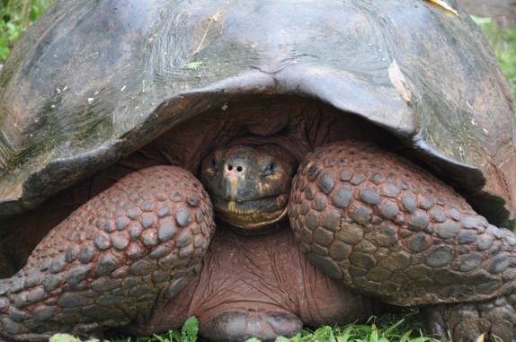 Tartaruga amedrontada se encolhe, na Ilha de Santa Cruz, em Galápagos